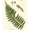 thumbnail image 3 of Vision Studio 20x24 Black Modern Framed Museum Art Print Titled - Small Antique Fern V, 3 of 5