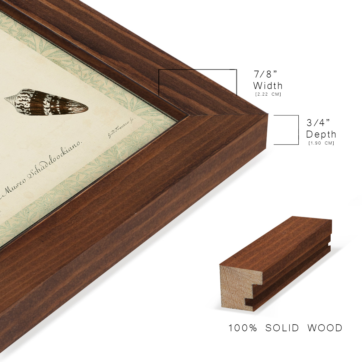 Bookplate Shells IV - Framed Print w/glass - Chestnut