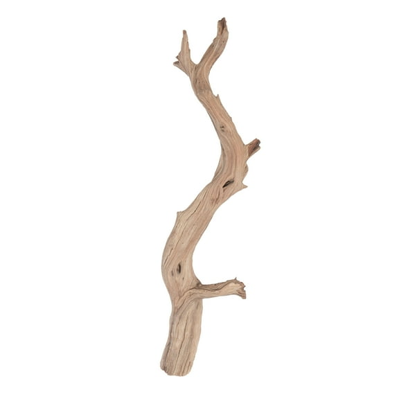 Vickerman Ghostwood Manzanita Sand Blasted 36", Dried