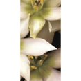 thumbnail image 2 of Star of Bethlehem Triptych Poster Print by Andrew Levine (10 x 20), 2 of 2