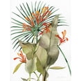 thumbnail image 3 of McKenna, Kathleen Parr 19x24 Black Modern Framed Museum Art Print Titled - Botanical Flame Lilies, 3 of 5