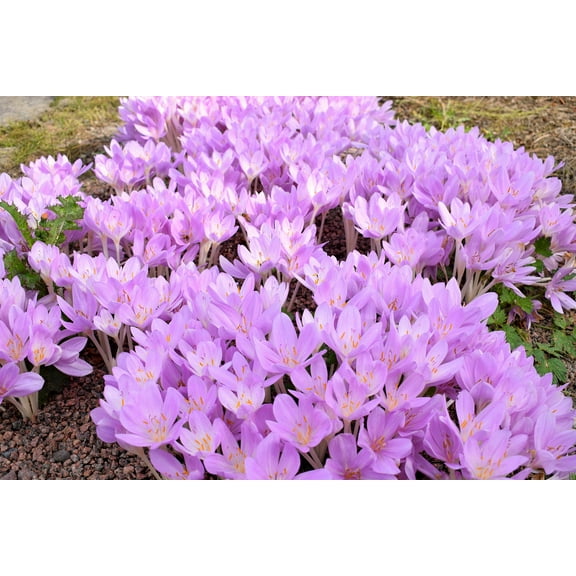 10 *Seeds AUTUMN CROCUS Colchicum Autumnale Meadow Saffron Flower Seeds