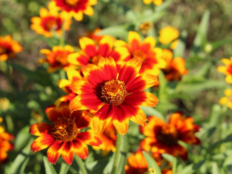 30 Seeds Mexican Zinnia - Zinnia Flower Seeds - Bright Blooming Annuals - Heat Tolerant Flowers