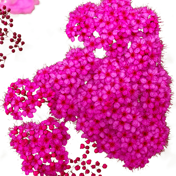 Anthony Waterer Spirea – Compact Flowering Shrub with Bright Pink Blooms for Borders and Landscapes