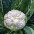 thumbnail image 2 of Old Farmer's Almanac Heirloom Snowball Y Improved Cauliflower Plant Seeds, Non-GMO, 2 of 5