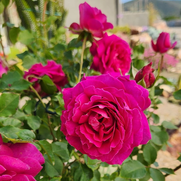 True Bloom by Altman Plants 'True Serenity' PP28929 Pink Rose Bush