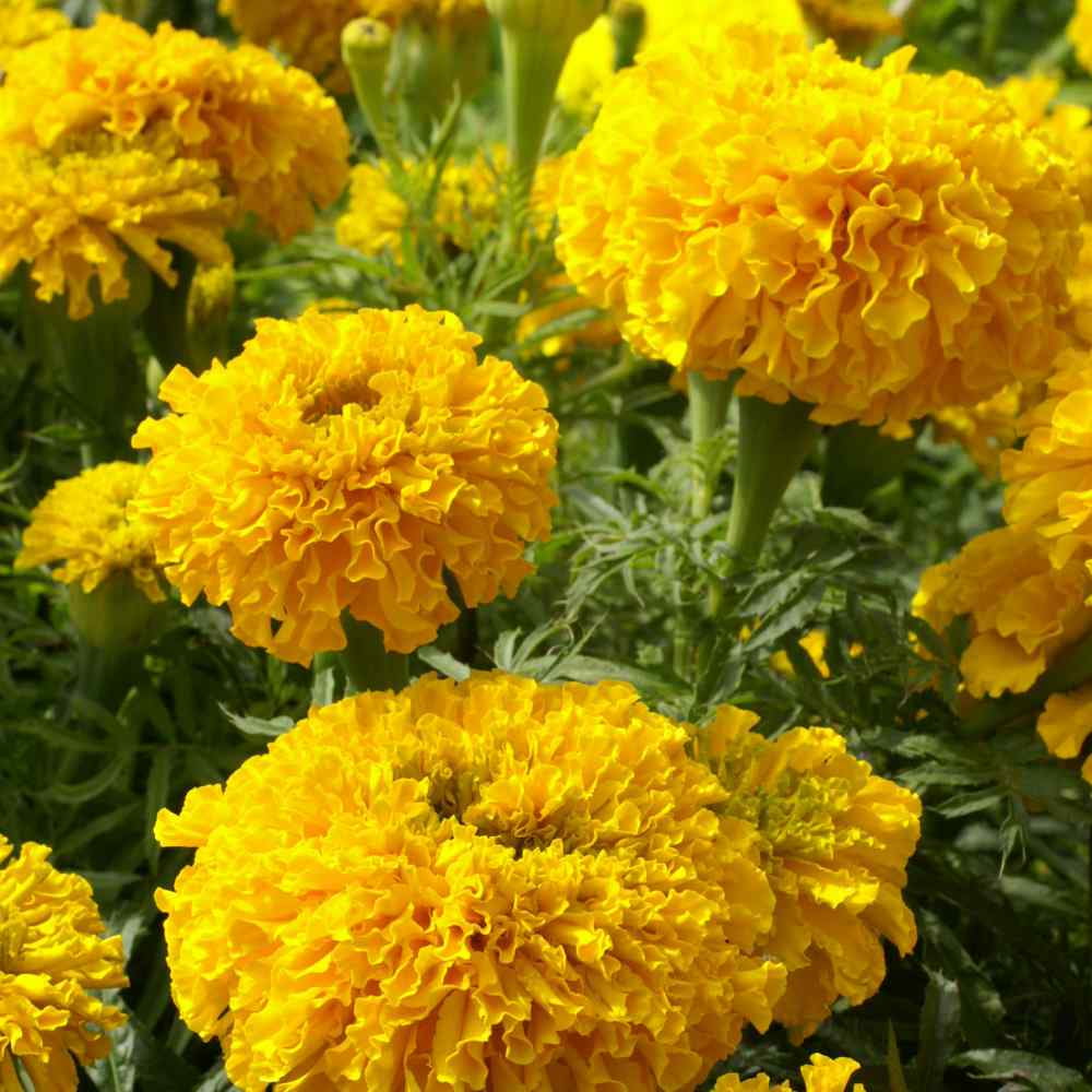 Outsidepride Marigold Apricot - 2000 Seeds - Walmart.com