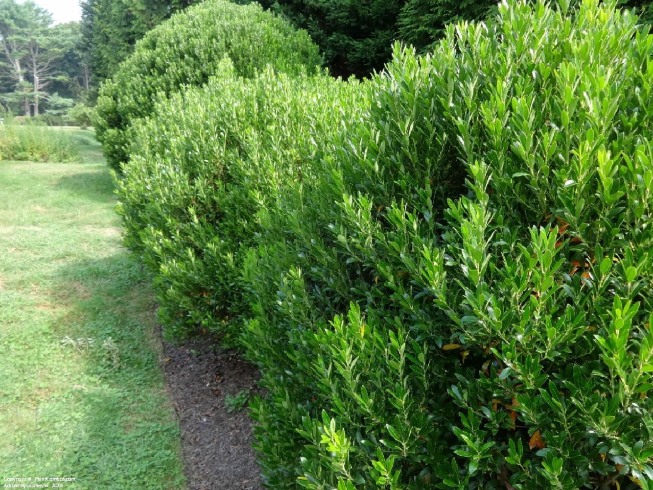 Shamrock Inkberry Holly Evergreen Live Shrub in 3-Gallon Grower Pot