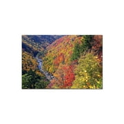 Trademark Art "Autumn's Fire" Canvas Art by CATeyes