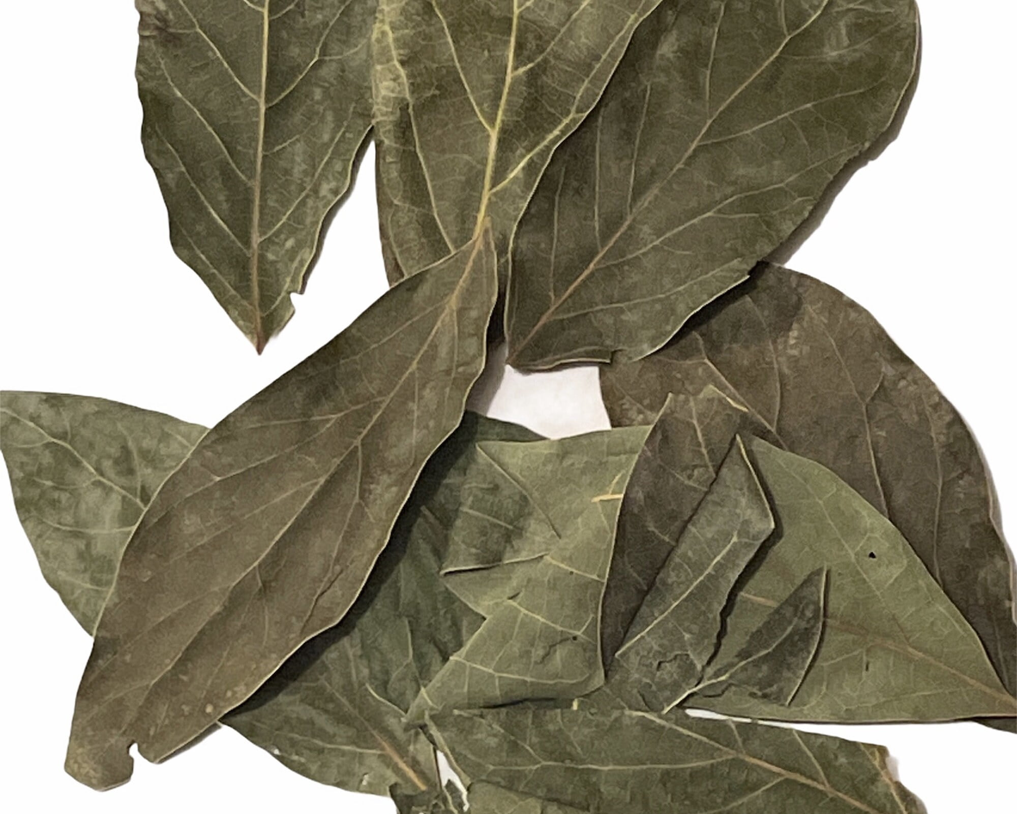 Dried Avocado Leaves, Hojas de Aguacate Seco, Avocado Leaves Tea: 2 oz