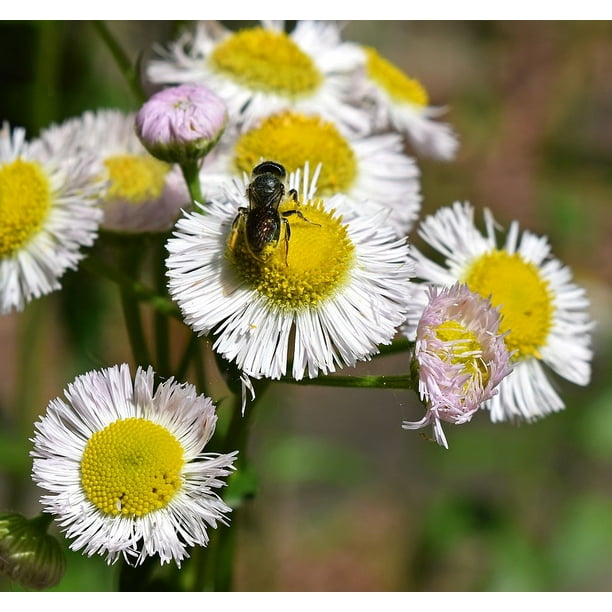Pollenladen Honey Bee Fleabane Fleabane And Bee20 Inch By 30 Inch