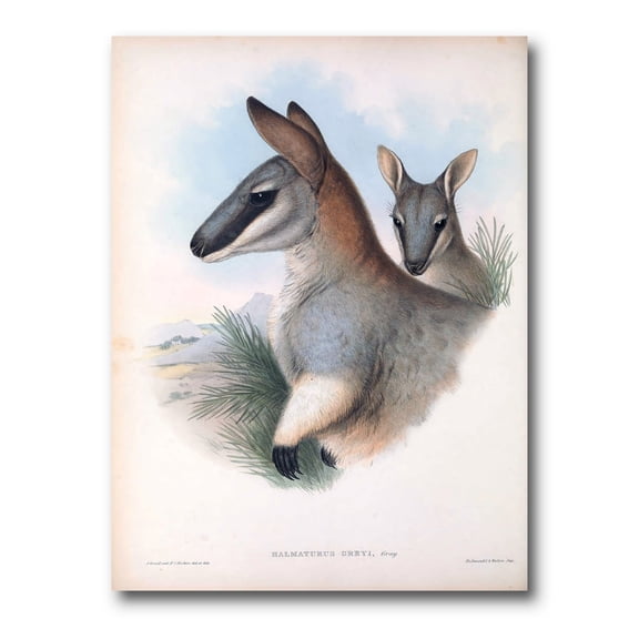 Designart ' Ancient Kangaroo ' Farmhouse Canvas Wall Art Print