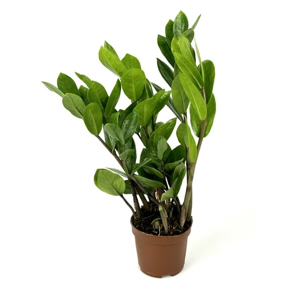 ZZ Plant Low Maintenance Houseplant Large 8"-12" Tall, 4" Pot