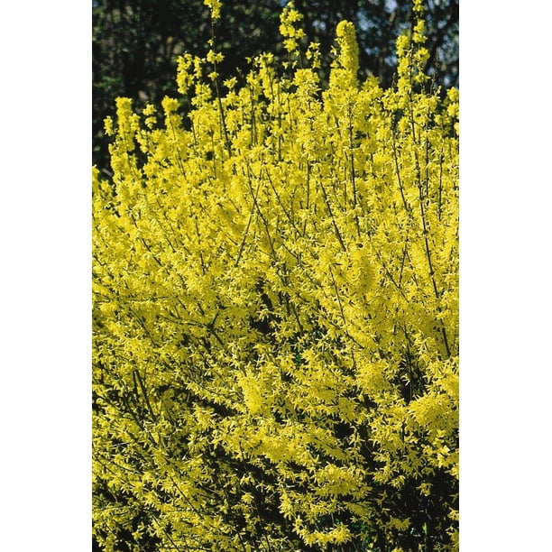 2 5qt Forsythia Walmart Com Walmart Com
