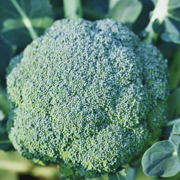 3 Broccoli Plants Live, 4 Inch Potted, Vegetable Plants Live for Gardening, Live Broccoli Plants