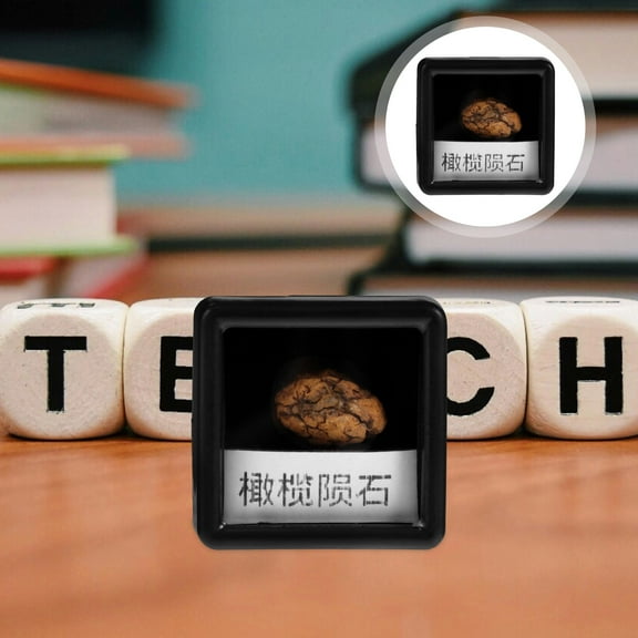 WHAMVOX Meteorite Stone Specimen for Collection Science Gift for Students and Teachers 3x5x2