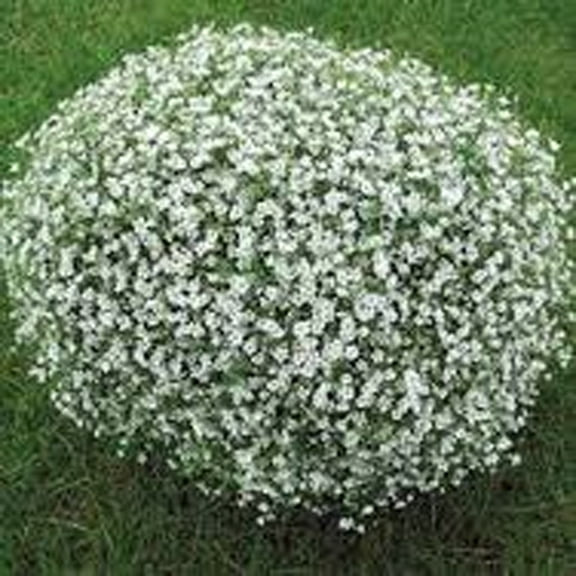 Baby's Breath 200 Seeds Newly Harvested, Beautiful Snow Like Blooms