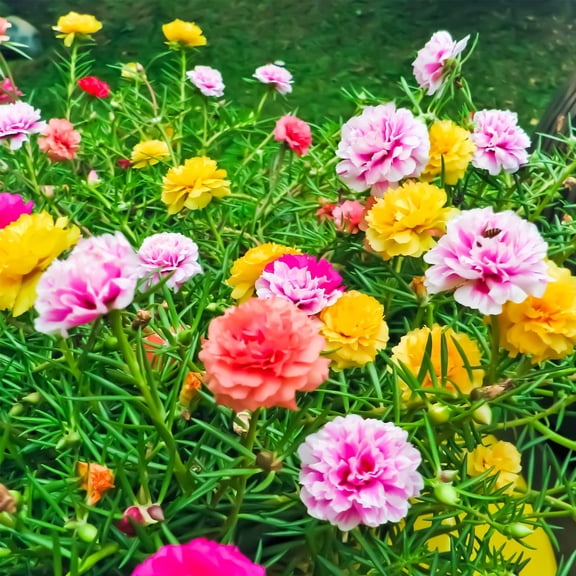 Portulaca Flower Seeds - Double Mix - 1 Oz Seed - Color Mix - Annual Flower Gardening - P. grandiflora