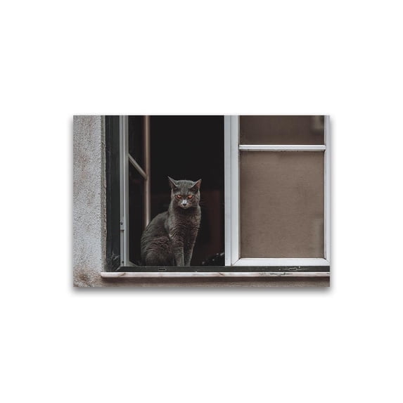 Beautiful Cat Sitting On Window Poster -Image by Shutterstock