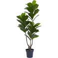 thumbnail image 1 of Nearly Natural Fiddle Leaf Indoor/Outdoor UV Resistant Tree, 65-Inch, 1 of 5