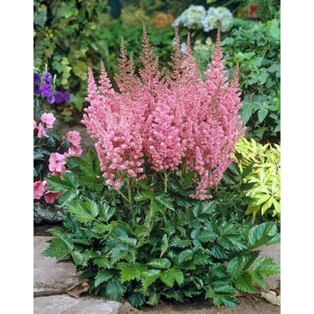 Visions Astilbe - Shade Perennial - Live Plant - Quart (Best Perennial Flowers For Shade)