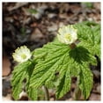 thumbnail image 2 of Everwilde Farms - 1 lb Goldenseal Native Wildflower Seeds - Gold Vault Bulk Seed Packet, 2 of 4