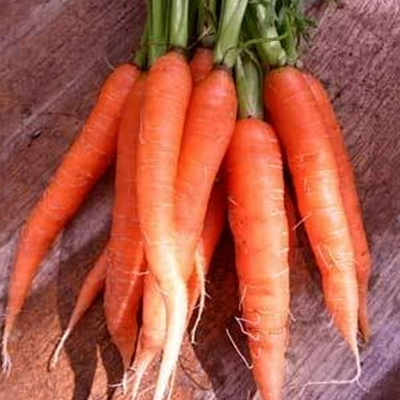 Organic Scarlet Nantes Carrot Seed - 500 mg ~350 Seeds - Non-GMO, Open Pollinated, Heirloom, Vegetable Gardening Seeds