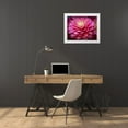 thumbnail image 3 of Gulin, Sylvia 14x12 White Modern Wood Framed Museum Art Print Titled - USA-Washington State-Pacific Northwest Sammamish Dahlia flowers in bloom, 3 of 4