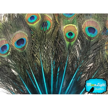 10 Pieces - Turquoise Blue Mini Natural Peacock Tail Body Feathers With Eyes