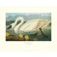 thumbnail image 2 of Audubon, John James 14x12 Gold Ornate Wood Framed with Double Matting Museum Art Print Titled - Common American Swan (decorative border), 2 of 4