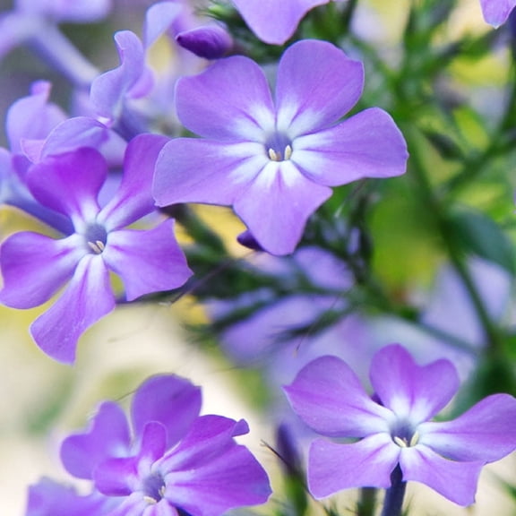 Paars Tall Garden Phlox Flower Root - Pleasantly Scented - Good as Cut Flowers - Naturalizing - Perennializing - Easy to Grow Live Plants - Outdoor Garden