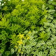 thumbnail image 2 of Better Homes & Gardens 1.5G Sedum Live Plant Decorative Planter Full Sun Partial Shade, 2 of 6