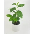 thumbnail image 3 of Arabica Coffee Plant "Coffea" - Live Air-Purifying Indoor Plant in Nursery Pot – Easy Care, Low Maintenance Houseplant for Home & Office Decor, Natural Air Cleaner, Best for Beginners (3"Pot), 3 of 7