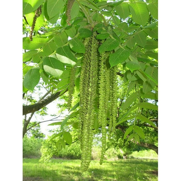 CZ Grain 4 Heartnut Tree Seeds, Heart Shaped Fruit