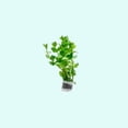 thumbnail image 6 of Bacopa Caroliniana Size: Bunch 3-5 Stems Live Aquarium Plants BUY 2 GET 1 FREE, 6 of 11