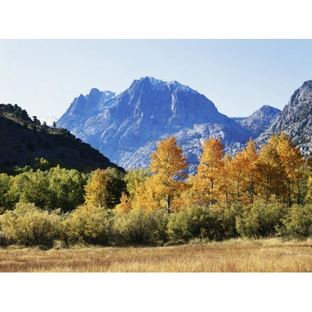 California, Sierra Nevada, Inyo Nf, Fall Colors of Aspen Trees Print Wall Art By Christopher Talbot (Best Fall Colors In California)