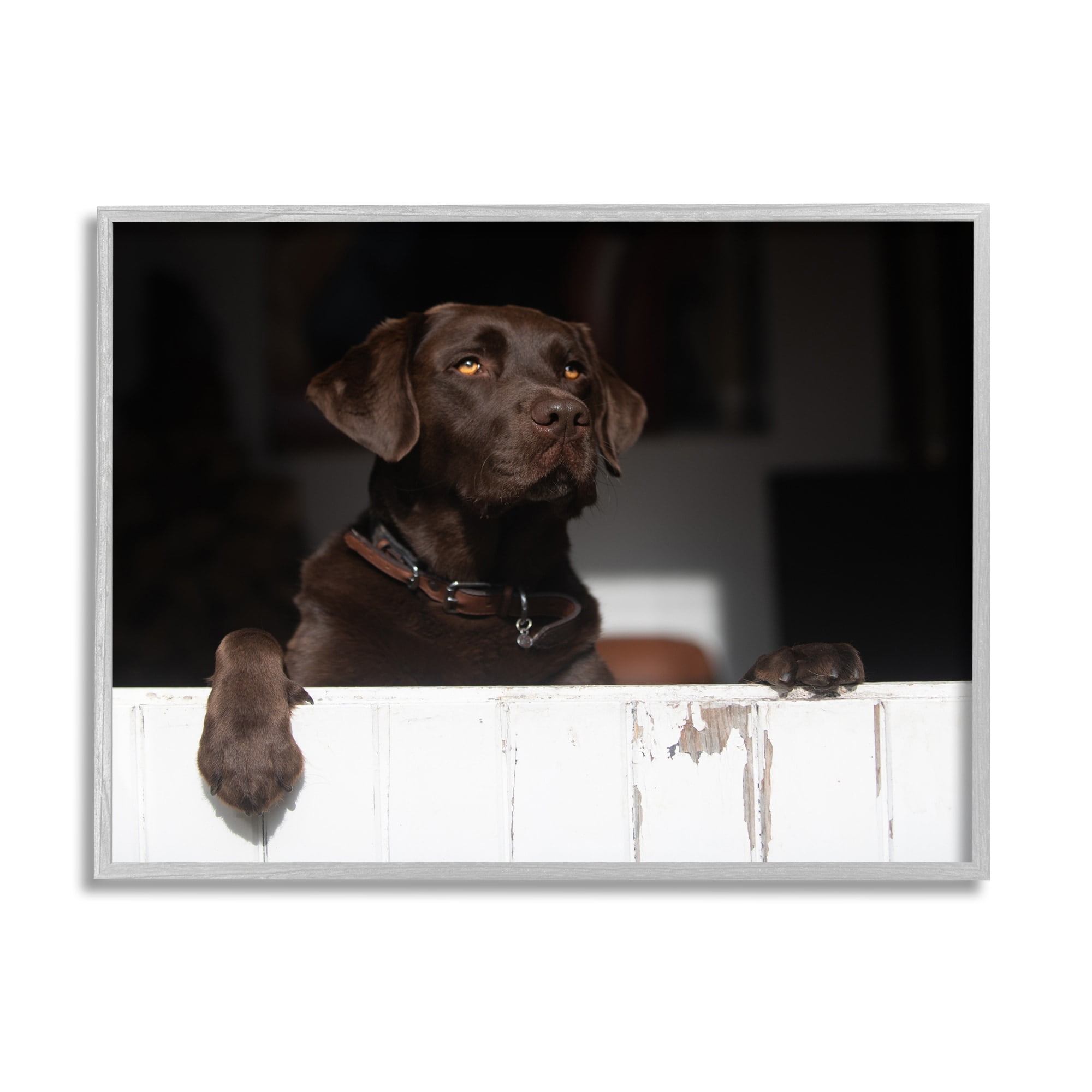 Stupell Industries Labrador Dog Overlooking Farm Leaning Barn Door Photograph Gray Framed Art Print Wall Art, Design by James Dobson