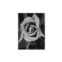Trademark Fine Art "Black & White Rose" Canvas Wall Art by Patty Tuggle