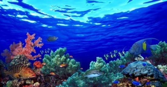 Underwater View Of