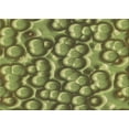thumbnail image 1 of Ahgly Company Machine Washable Indoor Rectangle Transitional Green Area Rugs, 6' x 9', 1 of 7