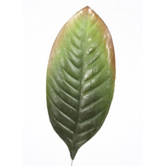 Single Magnolia Leaf