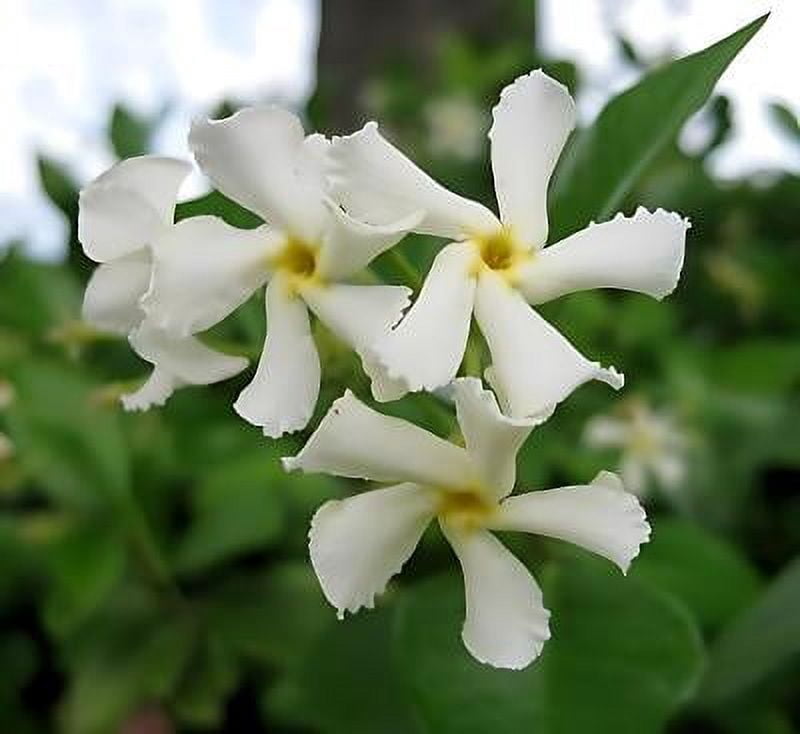 Classy Groundcovers, Asiatic Jasmine, Dwarf Asian Jasmine, Japanese Star Jasmine, Minima Jasmine, Yellow Star Jasmine (25 Pots, 3 1/4 inch square)