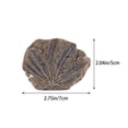 thumbnail image 2 of Real Archaeological Excavation Dinosaur Skeleton DIY Archaeological Plaster Dinosaurs, 2 of 3