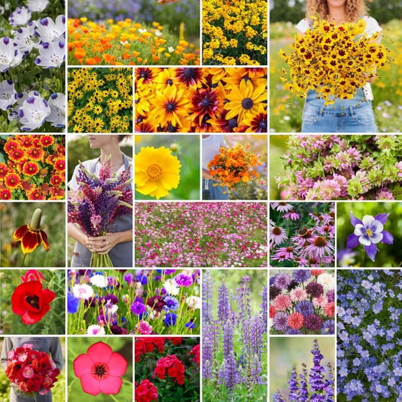Eden Brothers Western Wildflower Mixed Seeds for Planting, 10 lb, 4,800,000  Seeds with Cornflower, Blanket Flower | Attracts Pollinators, Plant in Spring or Fall, Zones 3, 4, 5, 6, 7, 8, 9, 10