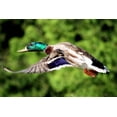 thumbnail image 4 of Mallard Duck (1000 Piece Puzzle, Size 19x27, Challenging Jigsaw Puzzle for Adults and Family, Made in USA), 4 of 4
