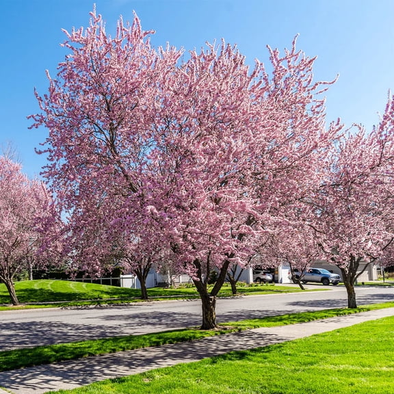 Okame Cherry Live Tree – 7 Gallon