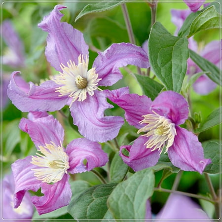 

Clematis Bulbs Drought Tolerant Perennials Gardens Many Flowers Climbers Gardening Decorative Garden Clematis Bulbs For Sale