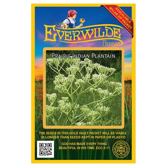 Everwilde Farms - 25 Prairie Indian Plantain Native Wildflower Seeds - Gold Vault Seed Packet