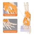 thumbnail image 3 of Vibeat Human Foot Joint Model with Ligaments, Human Anatomy Model, Foot Skeleton Model, 3 of 7