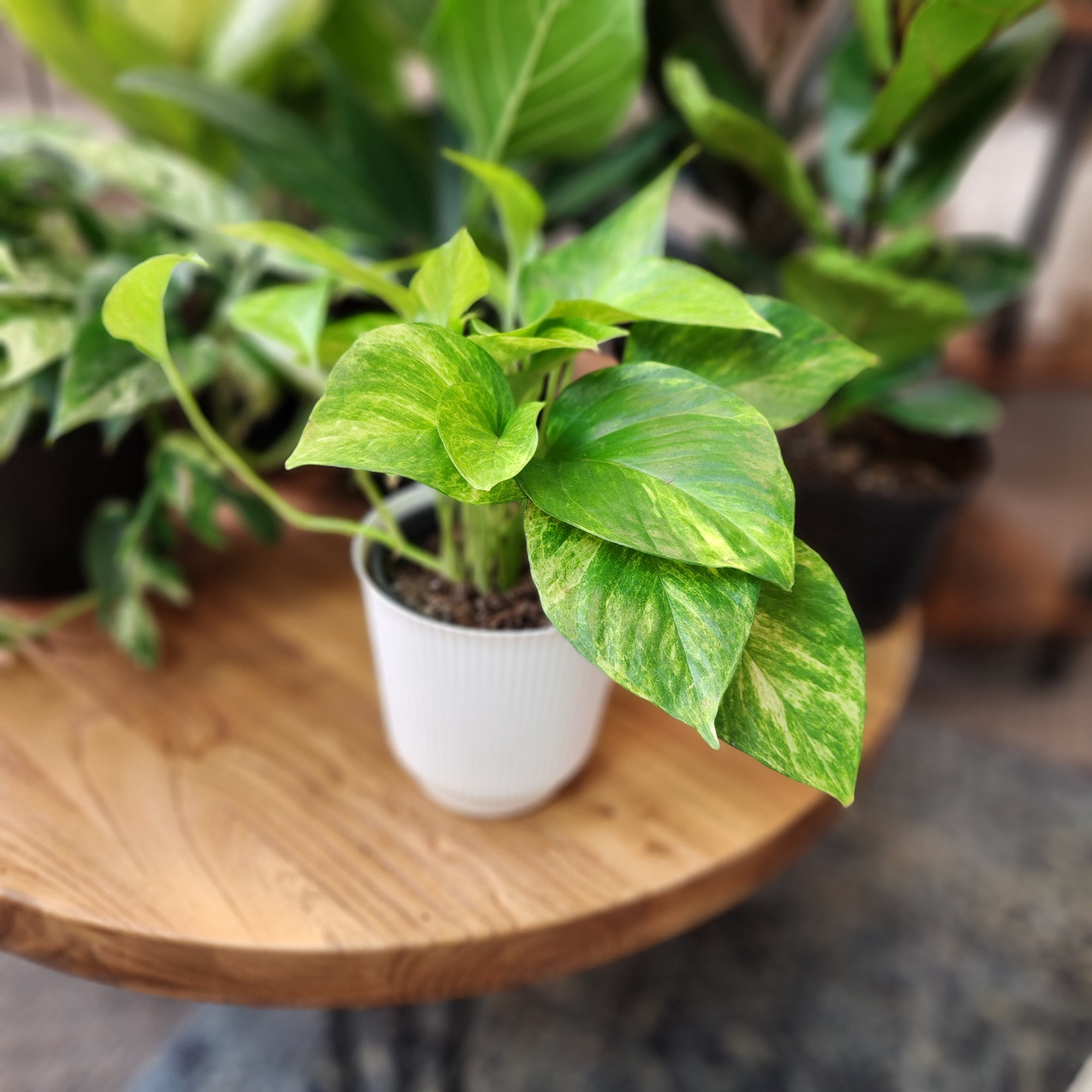 Element Live Pothos Plant Variety Pack, 4.25in White Decor Pots, Easy Care (3 Count)